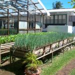 Tobago_herb_garden