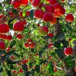fuji_apple_hirosaki_aomori_japan